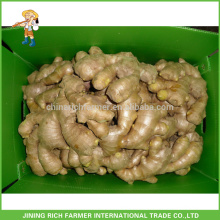 Fresh Ginger 150g up, 250g up Exportateur Chinese Ginger